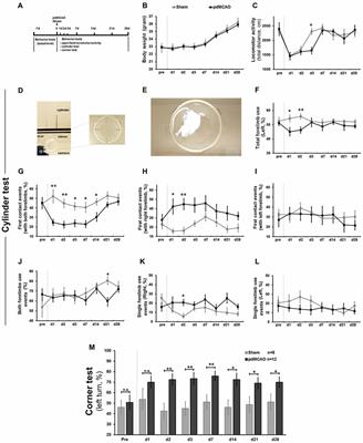 Korean Red Ginseng Pretreatment Protects Against Long-Term Sensorimotor Deficits After Ischemic Stroke Likely Through Nrf2